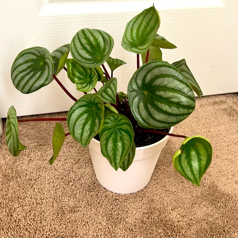 ✨ PRICE DROP Live Peperomia Watermelon